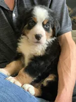 Comanche, a male Bernese Mountain Dog for sale in Sugarcreek, OH – Photo 5 of 10