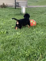 BoBo, a male Bernese Mountain Dog for sale in Sugarcreek, OH – 10 of 10