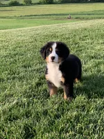 North, a male Bernese Mountain Dog for sale in Sugarcreek, OH – 5 of 10