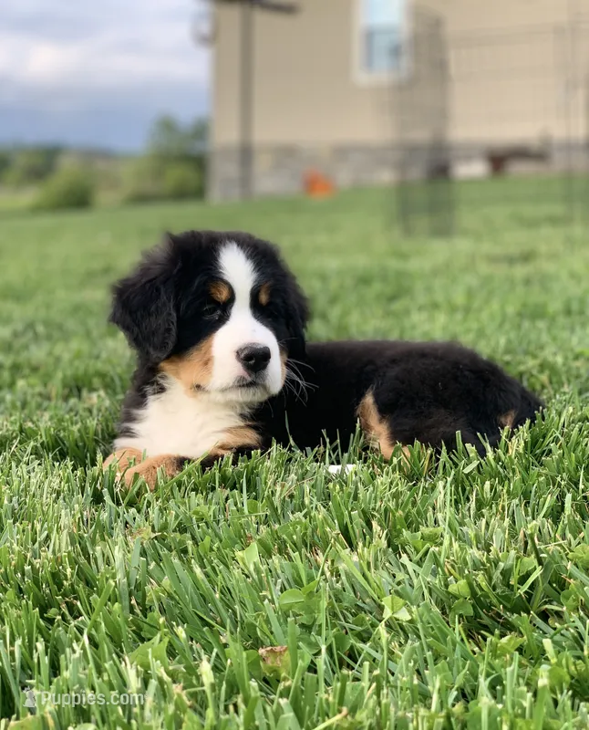 BoBo – Bernese Mountain Dog puppy for sale in Sugarcreek, OH