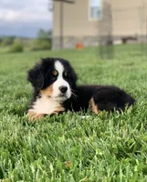 BoBo, a male Bernese Mountain Dog for sale in Sugarcreek, OH – 1 of 10