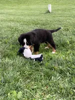 BoBo, a male Bernese Mountain Dog for sale in Sugarcreek, OH – 6 of 10