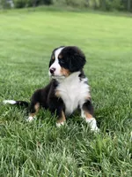 Arctic , a male Bernese Mountain Dog for sale in Sugarcreek, OH – 10 of 10