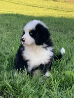 Rambo, a male Bernese Mountain Dog for sale in Sugarcreek, OH – 3 of 10