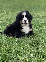 Willow, a female Bernese Mountain Dog for sale in Sugarcreek, OH – 9 of 10
