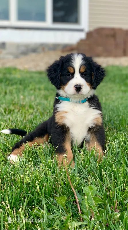 Elvis – Bernese Mountain Dog puppy for sale in Sugarcreek, OH