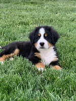 BoBo, a male Bernese Mountain Dog for sale in Sugarcreek, OH – 7 of 10