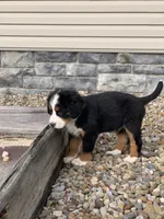 Elvis, a male Bernese Mountain Dog for sale in Sugarcreek, OH – 6 of 10