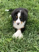 Arctic , a male Bernese Mountain Dog for sale in Sugarcreek, OH – 4 of 10