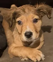 Fluffy , a female Staffordshire Bull Terrier and Labrador Retriever for sale in Palm Coast, FL – 2 of 5