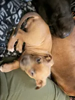Chicken mini, a female Staffordshire Bull Terrier and Labrador Retriever for sale in Palm Coast, FL – 3 of 5