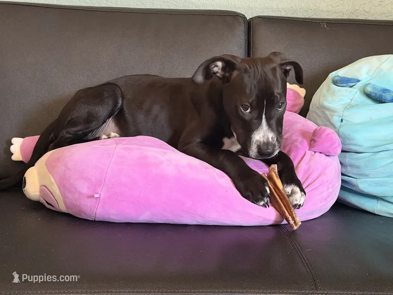 Sarper  – Labrador Retriever puppy for sale in Palm Coast, FL
