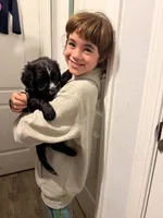 Millie, a female Golden Retriever and Labrador Retriever for sale in Palm Coast, FL – 2 of 5