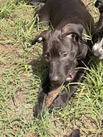 Squidward, a male Labrador Retriever for sale in Palm Coast, FL – 3 of 5