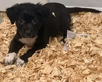 Oreo, a female Staffordshire Bull Terrier and Labrador Retriever for sale in Palm Coast, FL – 2 of 6