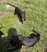 Sebastian , a male Labrador Retriever for sale in Palm Coast, FL – 9 of 9