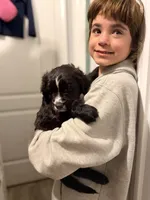 Millie, a female Golden Retriever and Labrador Retriever for sale in Palm Coast, FL – 4 of 5