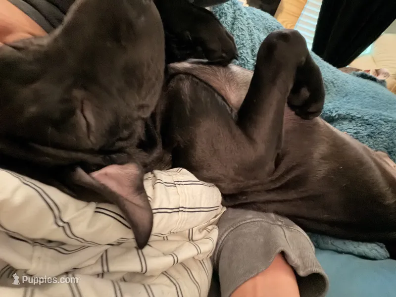 Squidward – Labrador Retriever puppy for sale in Palm Coast, FL