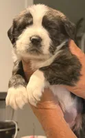 Stella, a female Golden Retriever and Labrador Retriever for sale in Palm Coast, FL – 3 of 3