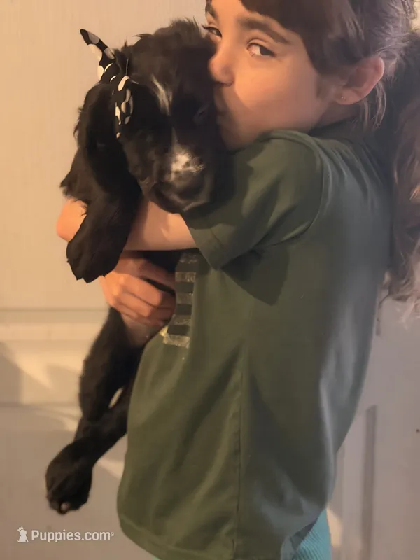Millie – Golden Retriever, Labrador Retriever puppy for sale in Palm Coast, FL