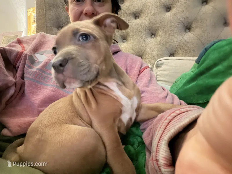Chicken mini – Staffordshire Bull Terrier, Labrador Retriever puppy for sale in Palm Coast, FL