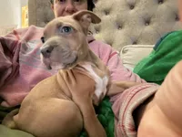 Chicken mini, a female Staffordshire Bull Terrier and Labrador Retriever for sale in Palm Coast, FL – 1 of 5