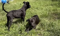 Sebastian , a male Labrador Retriever for sale in Palm Coast, FL – 7 of 9