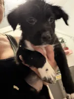 Oreo, a female Staffordshire Bull Terrier and Labrador Retriever for sale in Palm Coast, FL – 3 of 6