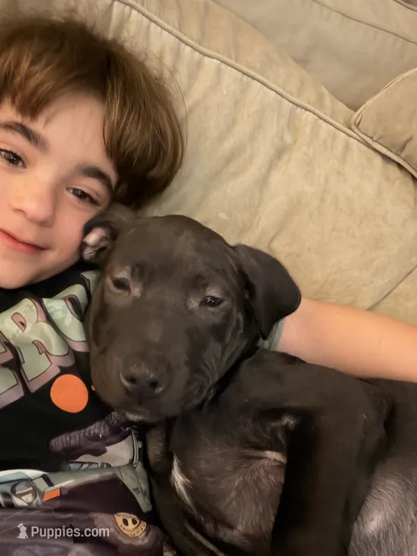 Squidward – Golden Retriever, Labrador Retriever puppy for sale in Palm Coast, FL