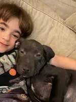 Squidward, a male Golden Retriever and Labrador Retriever for sale in Palm Coast, FL – 1 of 1
