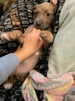Chicken mini, a female Staffordshire Bull Terrier and Labrador Retriever for sale in Palm Coast, FL – 2 of 5