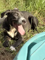 Prince, a male Golden Retriever and Labrador Retriever for sale in Palm Coast, FL – 2 of 9