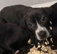 Sarper , a male Staffordshire Bull Terrier and Labrador Retriever for sale in Palm Coast, FL – 2 of 2