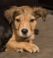Fluffy , a female Staffordshire Bull Terrier and Labrador Retriever for sale in Palm Coast, FL – 4 of 5