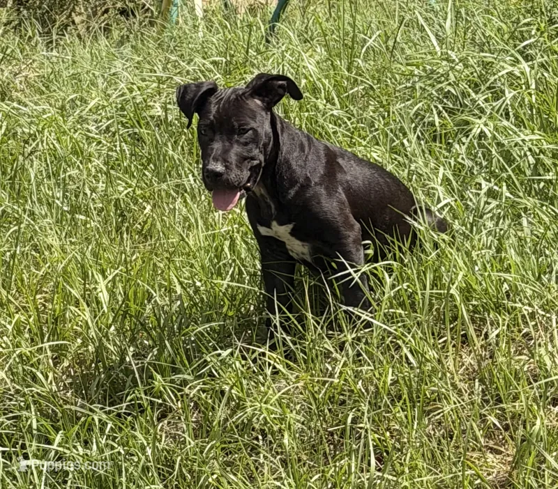 Sebastian  – Labrador Retriever puppy for sale in Palm Coast, FL