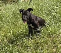Sebastian , a male Labrador Retriever for sale in Palm Coast, FL – 1 of 9