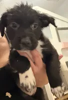 Oreo, a female Staffordshire Bull Terrier and Labrador Retriever for sale in Palm Coast, FL – 5 of 6