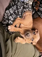 Chicken mini, a female Staffordshire Bull Terrier and Labrador Retriever for sale in Palm Coast, FL – 5 of 5
