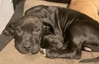 Patrick, a male Staffordshire Bull Terrier and Labrador Retriever for sale in Palm Coast, FL – 4 of 5