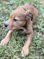 Sunny, a female Labrador Retriever and Golden Cocker Retriever for sale in Palm Coast, FL – 3 of 4