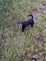 Sarper , a male Labrador Retriever for sale in Palm Coast, FL – 6 of 7