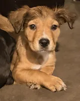 Fluffy , a female Staffordshire Bull Terrier and Labrador Retriever for sale in Palm Coast, FL – 5 of 5