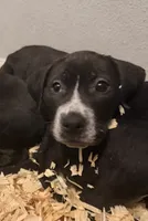 Sarper , a male Staffordshire Bull Terrier and Labrador Retriever for sale in Palm Coast, FL – 1 of 2