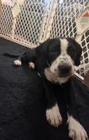 Cannoli, a female Golden Retriever and Labrador Retriever for sale in Palm Coast, FL – 2 of 2