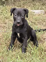 Sebastian , a male Golden Retriever and Labrador Retriever for sale in Palm Coast, FL – 2 of 2