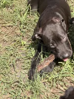 Sebastian , a male Labrador Retriever for sale in Palm Coast, FL – 6 of 9