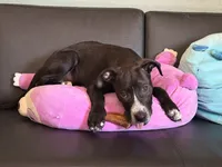 Sunny, a female Labrador Retriever and Golden Cocker Retriever for sale in Palm Coast, FL – 4 of 4