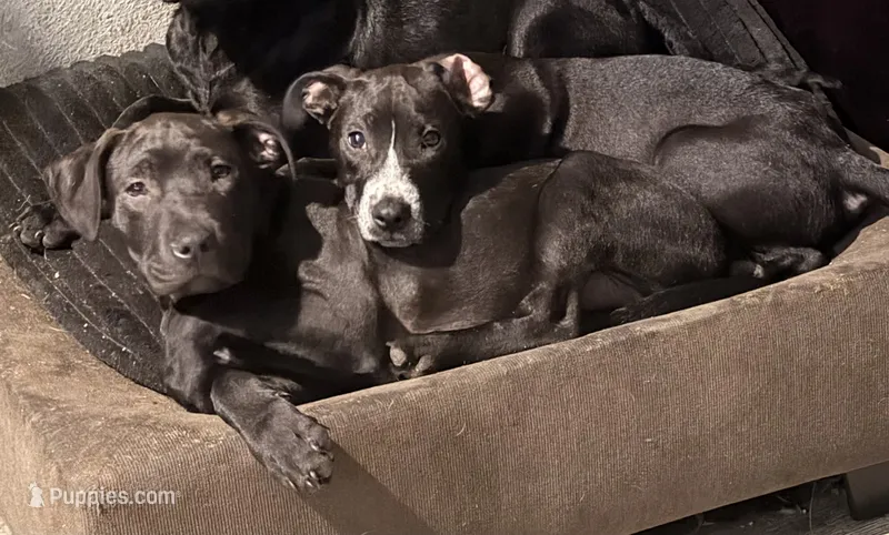 Sarper – Staffordshire Bull Terrier, Labrador Retriever puppy for sale in Palm Coast, FL