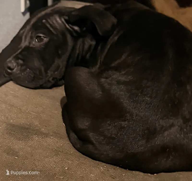 Patrick – Staffordshire Bull Terrier, Labrador Retriever puppy for sale in Palm Coast, FL