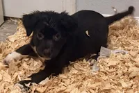 Oreo, a female Staffordshire Bull Terrier and Labrador Retriever for sale in Palm Coast, FL – 4 of 6